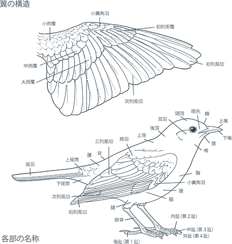 羽根の構造と飛翔力